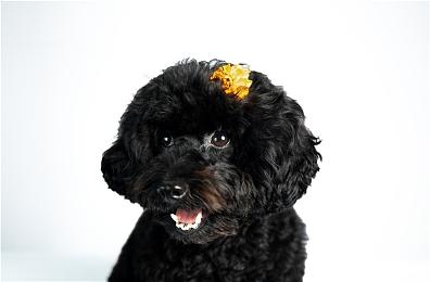 17日发售《卡比的美食节》官网公开2分钟游玩视频